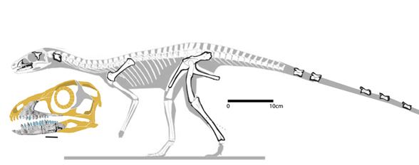 Sacisaurus sacisaurus588jpg