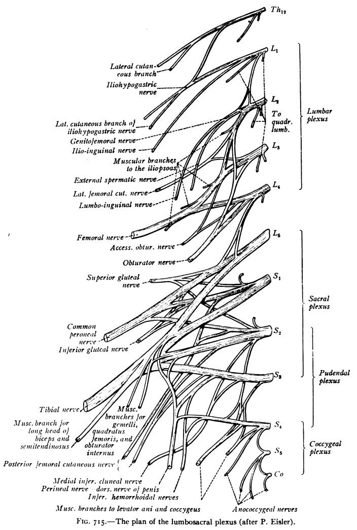 Sacral spinal nerve 1