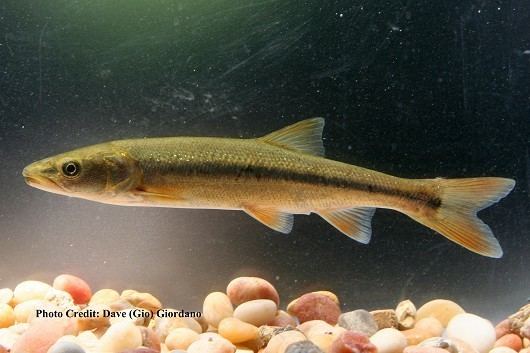 Sacramento pikeminnow Fish Species by Location California Fish Website
