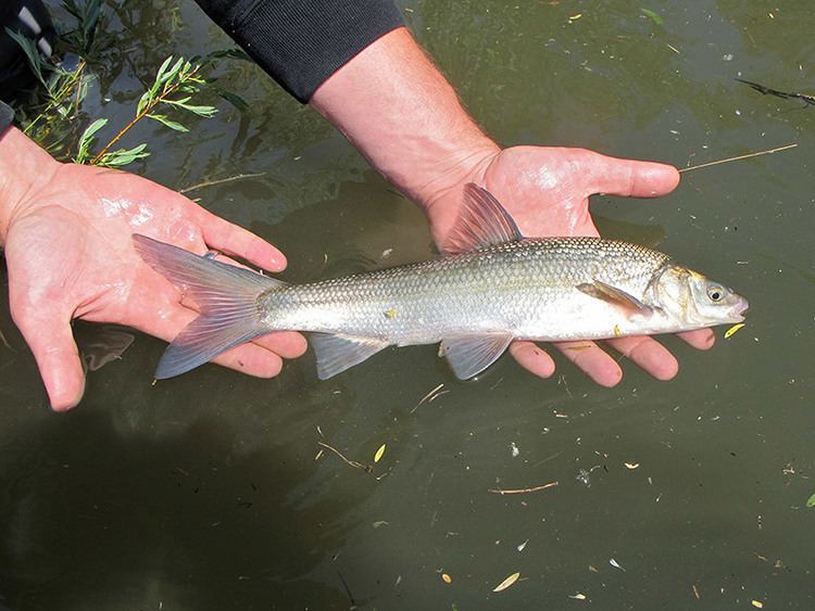 Sacramento splittail Splittails in the thick of it