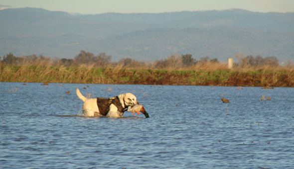 Sacramento Valley River Valley Outfitters Northern California Waterfowl Hunting