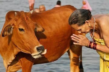 Sacred cow (idiom) Sacred Cow Fragrance Daily