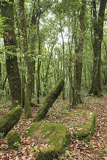 Sacred grove httpsuploadwikimediaorgwikipediacommonsthu