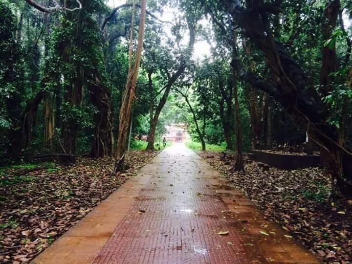 Sacred groves of India