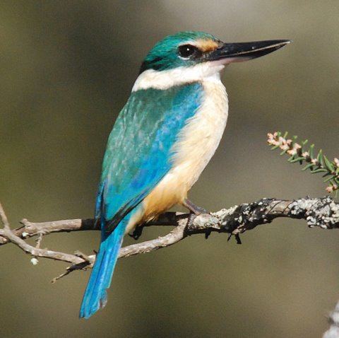 Sacred kingfisher 1000 images about KJ painting image on Pinterest A tree Stirling