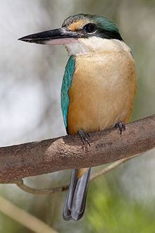 Sacred kingfisher httpsuploadwikimediaorgwikipediacommonsthu
