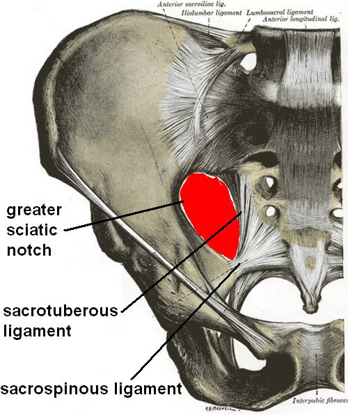 Sacrotuberous ligament