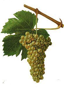 Sacy (grape) httpsuploadwikimediaorgwikipediacommonsthu