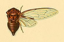 Sadaka (genus) httpsuploadwikimediaorgwikipediacommonsthu