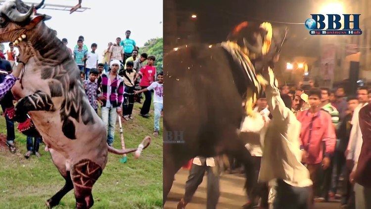 Sadar (festival) Hyderabad buffalo for sadar festival 2015 YouTube