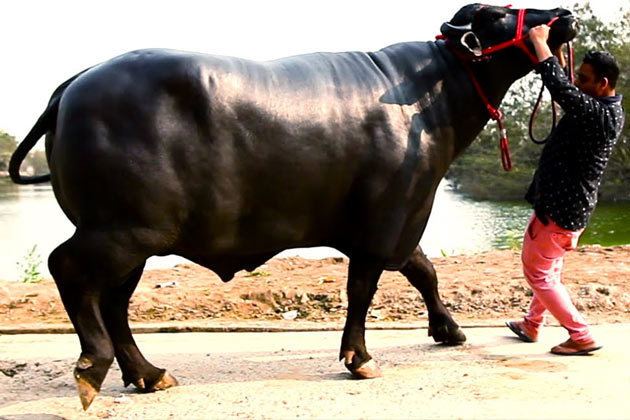 Sadar (festival) Sadar Special World39s Costliest Bull Is Here Sadar Hyderabad
