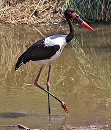 Saddle-billed stork httpsuploadwikimediaorgwikipediacommonsthu