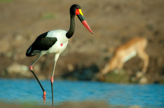 Saddle-billed stork Stork Saddlebilled Fascinating Africa