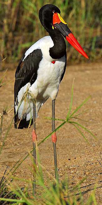 Saddle-billed stork senegalensis Saddlebilled stork