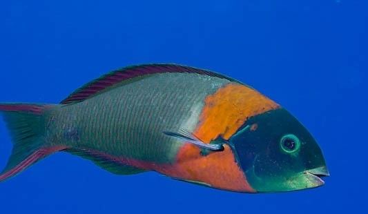 saddle-wrasse-3847bebd-1ad0-4aa8-bec5-66d93828eff-resize-750.jpeg