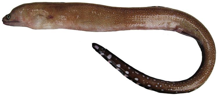 Saddled moray eel
