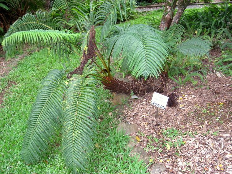 Sadleria Sadleria cyatheoides Images Useful Tropical Plants
