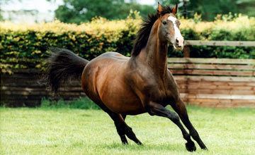 Sadler's Wells (horse) 1000 images about lovak on Pinterest Horse racing Image search