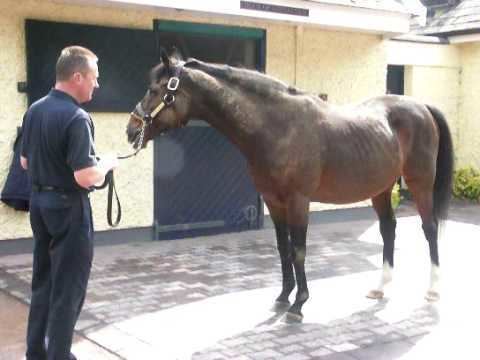 Sadler's Wells (horse) SADLERS WELLS Top class race horse and thoroughbred sire at