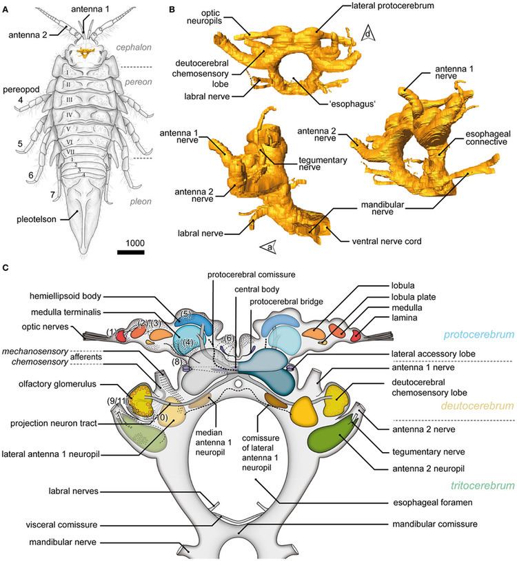 Saduria entomon General overview of the brain in Saduria entomon A A Figure