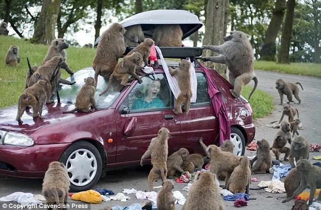 Safari park Clever baboons cause safari park chaos after learning to break into