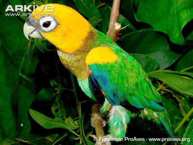 Saffron-headed parrot Saffronheaded parrot videos photos and facts Gypopsitta pyrilia