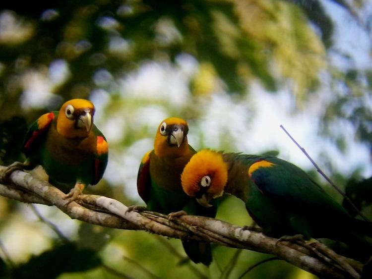Saffron-headed parrot Surfbirds Online Photo Gallery Search Results