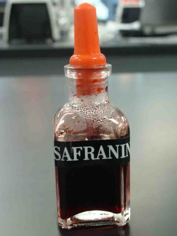 Safranin Endospore Bacterial Stain Procedure