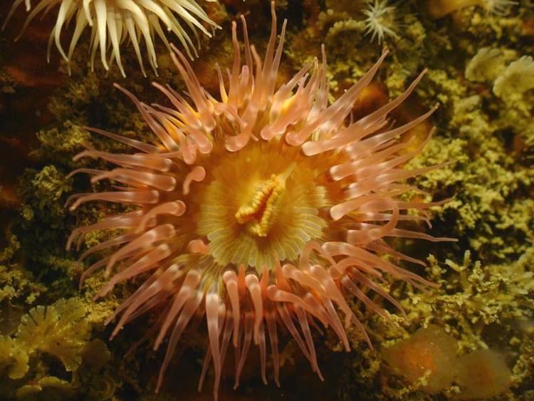 Sagartia MarLIN The Marine Life Information Network A sea anemone