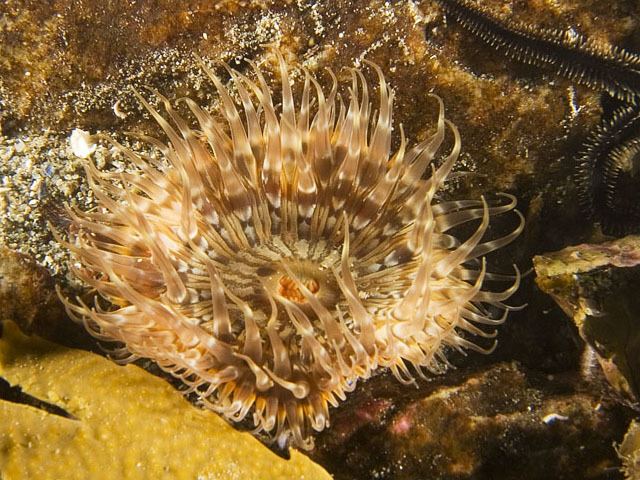 Sagartia Sea Anemone Sagartia elegans