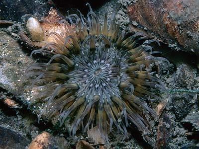 Sagartia troglodytes Sagartia troglodytes Marine Life Encyclopedia