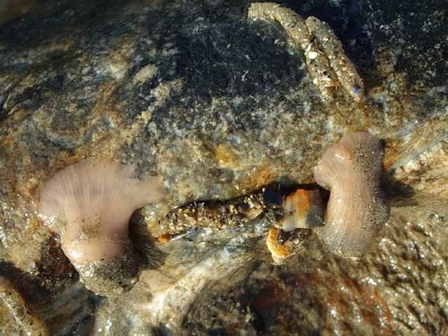 Sagartia troglodytes Sagartia troglodytes British Marine Life Study Society