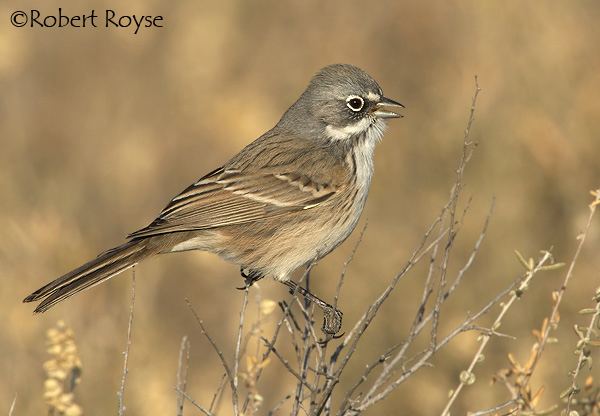 Sagebrush sparrow Sagebrush Sparrow