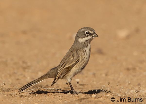 Sagebrush sparrow Sagebrush Sparrow