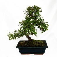 Sageretia theezans Bonsai Training Guide for Sageretia theezans by MaKe Bonsai