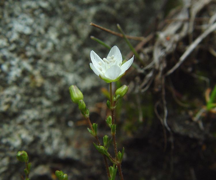 Sagina nodosa Sagina nodosa knotted pearlwort Go Botany