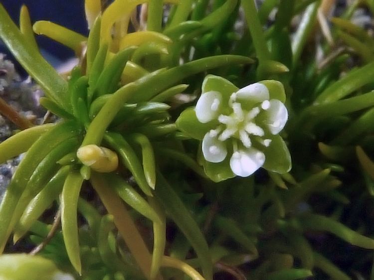 Sagina saginoides Alpine Pearlwort Sagina saginoides Flowers NatureGate