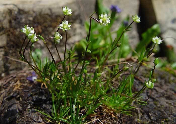 Sagina saginoides Sagina saginoides