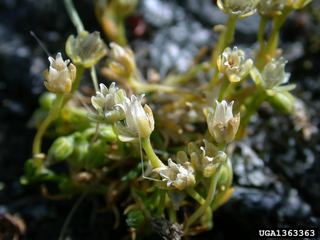 Sagina saginoides Sagina saginoides Alpine Pearlwort Discover Life