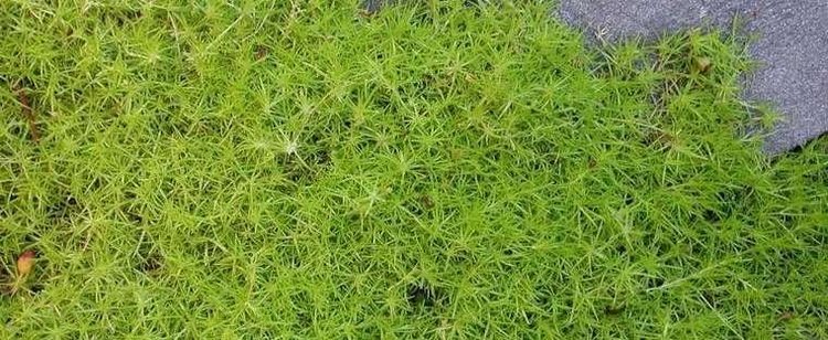 Sagina subulata Heath Pearlwort Scottish or Scotch Moss Sagina subulata 39Aurea39