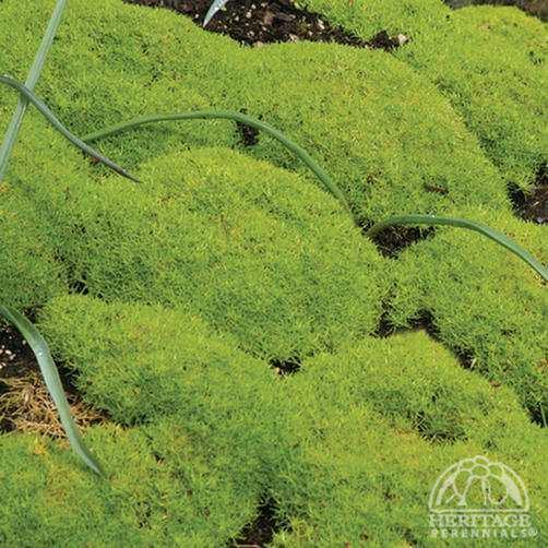 Sagina subulata Plant Profile for Sagina subulata 39Aurea39 Scotch Moss Perennial