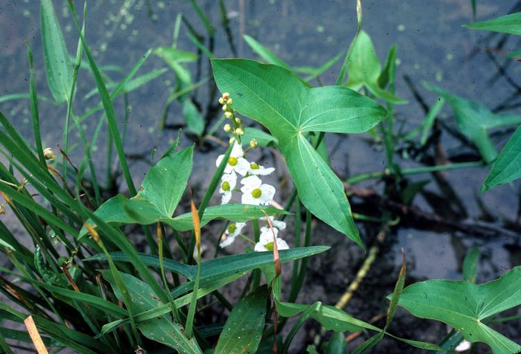 Sagittaria Classification Alismataceae Ventenat
