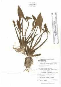 Sagittaria cuneata hasbrouckasueduimglibseinetAlismataceaeherb