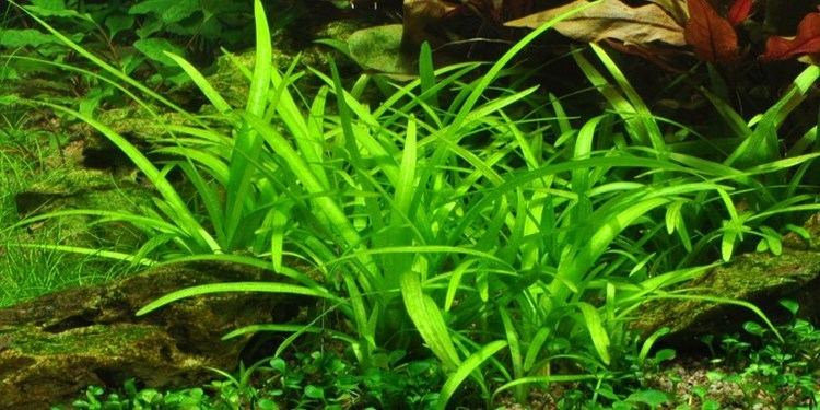 Sagittaria Sagittaria subulata Tropica Aquarium Plants