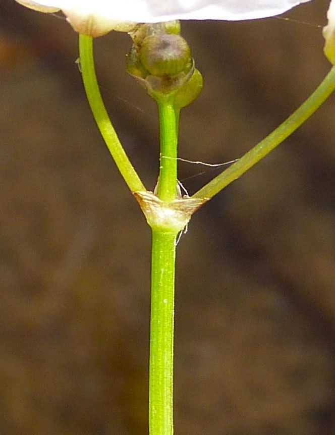 Sagittaria fasciculata Rare Plants of NC Sagittaria