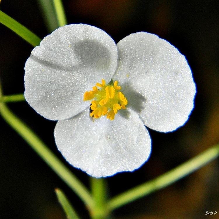 Sagittaria isoetiformis