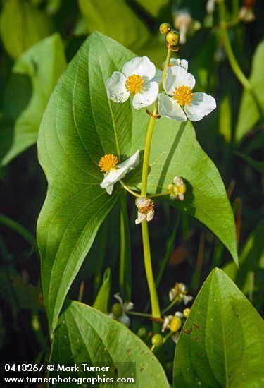 Sagittaria latifolia Sagittaria latifolia broadleaf arrowhead Wildflowers of the