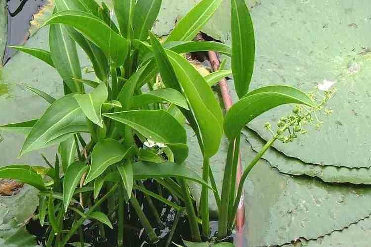 Sagittaria platyphylla httpskeyserverlucidcentralorgweedsdatamedi