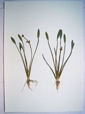 Sagittaria rigida Maine Natural Areas Program Rare Plant Fact Sheet for Sagittaria rigida