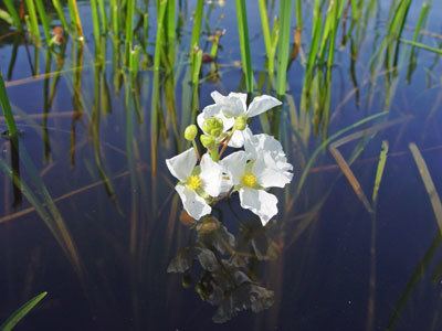 Sagittaria rigida Maine Natural Areas Program Rare Plant Fact Sheet for Sagittaria rigida